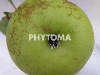 Pseudococcus viburni (Signoret)